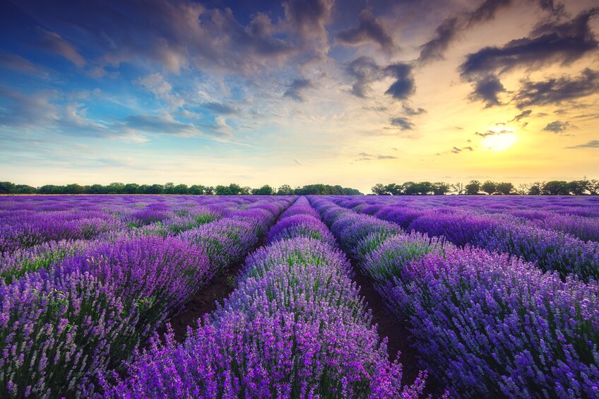 Lavender tour - shared half day trip from Aix en Provence