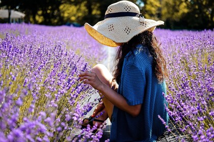 Lavender tour - shared half day trip from Aix en Provence