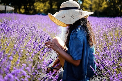 Lavender tour - shared half day trip from Aix en Provence