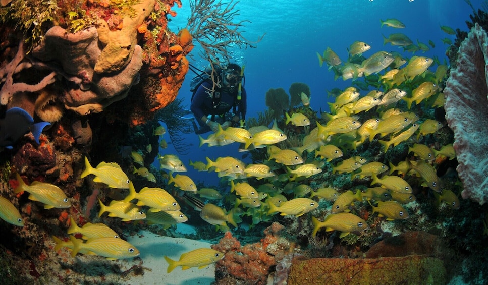 Discover scuba diving in Búzios