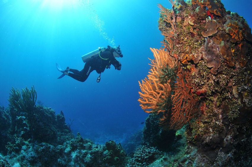 Discover scuba diving in Búzios