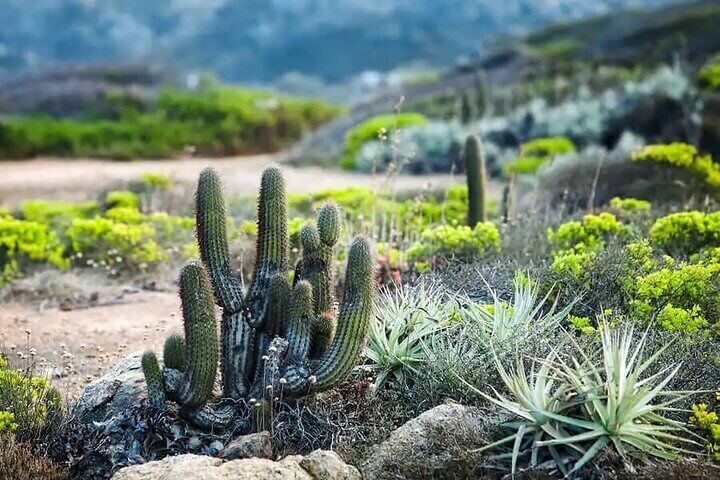Hike in Puquén Bio-Park and Cachagua: Day Tour from Santiago