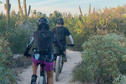 Guided Cactus Forest Mountain Bike Experience in La Ventana