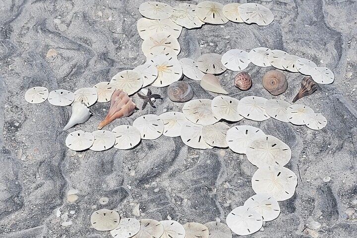 Flip Side logo in shells on the beach