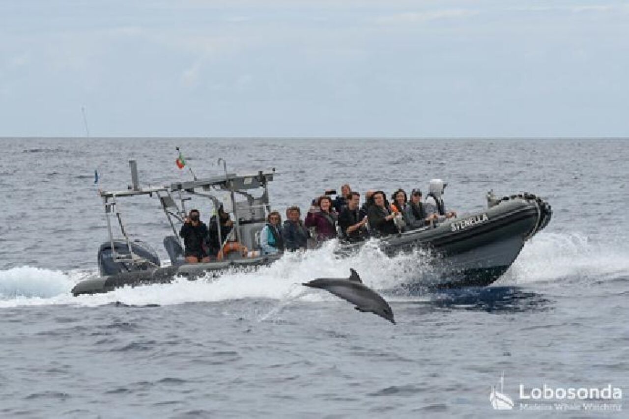 Lobosonda “Stenella” whale watching tour