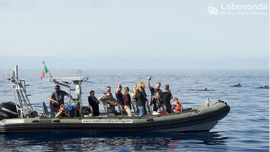 Lobosonda “Stenella” whale watching tour