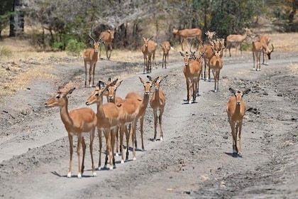 2-Days Zanzibar to Nyerere National Park (Game and Boat)