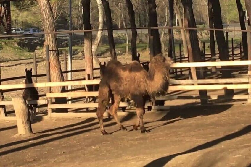 Zoo in Tbilisi