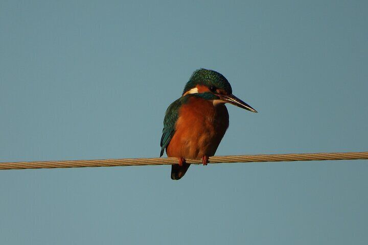 Kingfisher