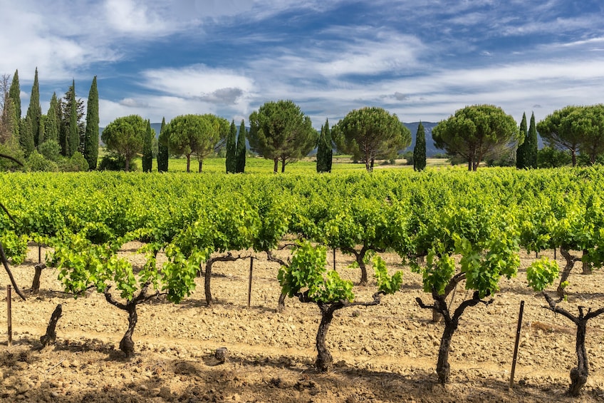 Small Group Wine Day Tour in Montagne Sainte-Victoire