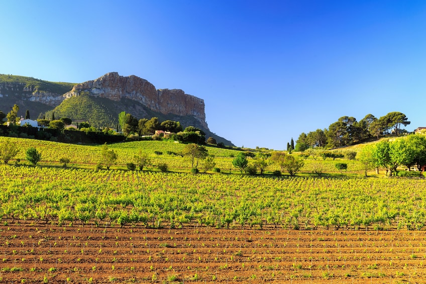 Small Group Wine Day Tour in Montagne Sainte-Victoire