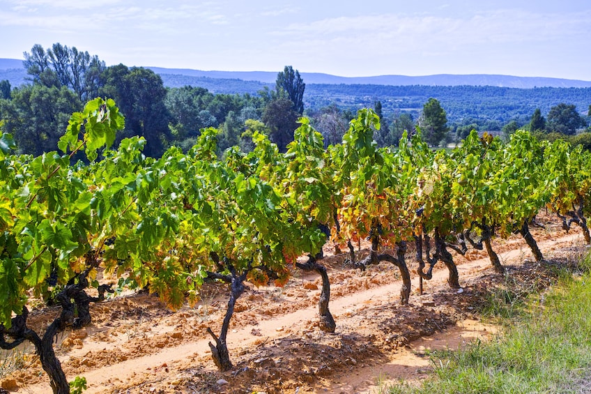Small Group Wine Half- Day Tour in Montagne Sainte-Victoire