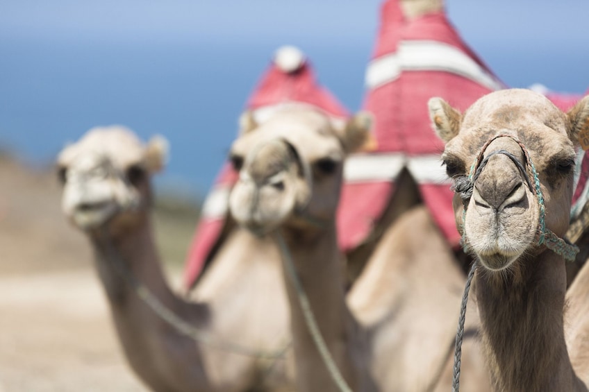 Camel ride at palm grove