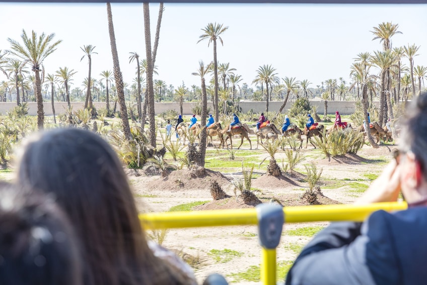 View of the Marrakech Hop On-Hop Off City bus tour and Camel Ride in palm grove