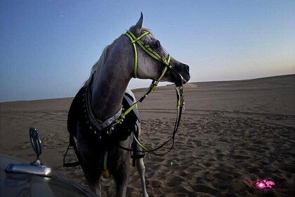 Golden Sands Horseback Adventures Siwa Oasis