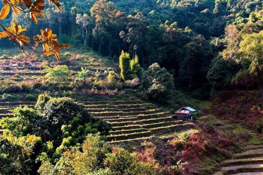 Doi Inthanon National Park and Kew Mae Pan Nature Trail Full Day Tour