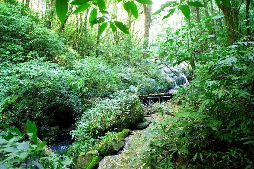 One Day Activity in Doi Inthanon National Park From Chiang Mai