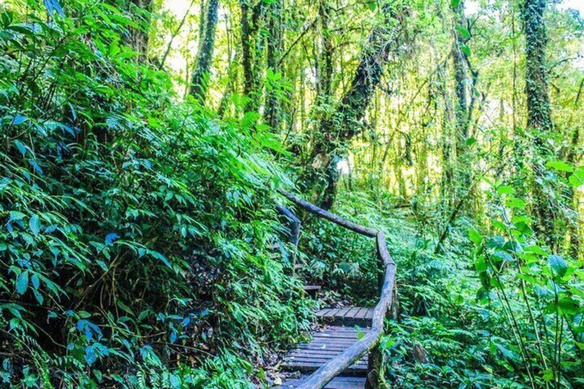 One Day Activity in Doi Inthanon National Park From Chiang Mai