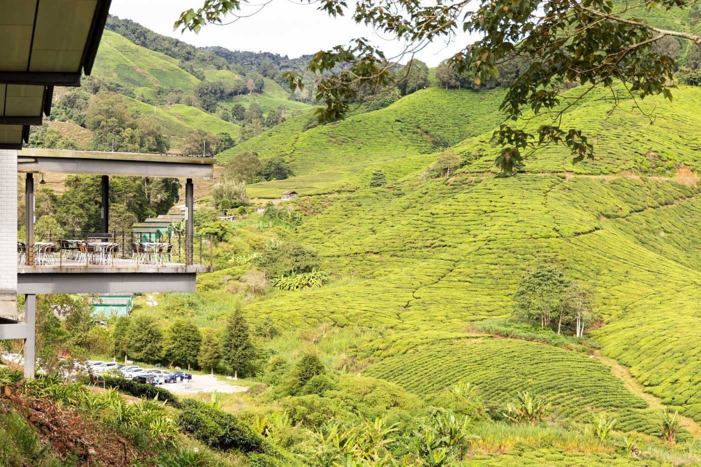 Cameron Highlands Trip from Kuala Lumpur: Tea Plantations & Scenic Hills