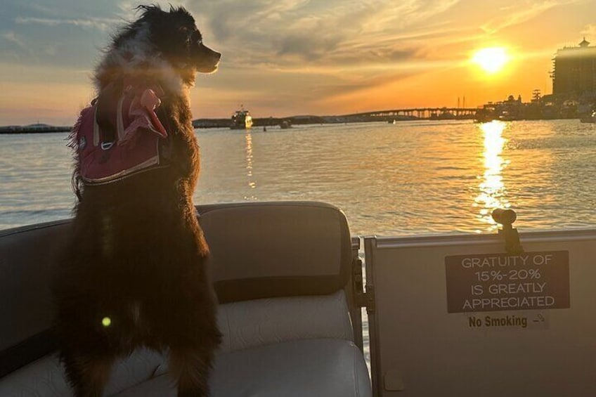 Destin Private Guided Sunset Cruise up to 6 Passengers
