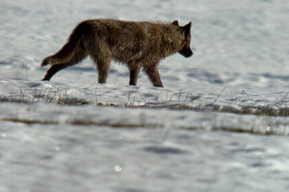 Bozeman Winter Wildlife Safari, Lamar Valley, Burrito and Lunch