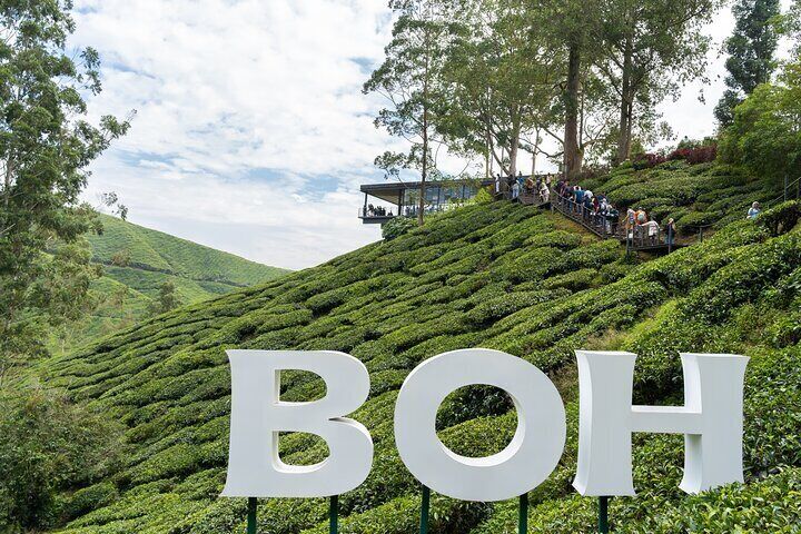 Cameron Highlands Tea Country Ride from Kuala Lumpur