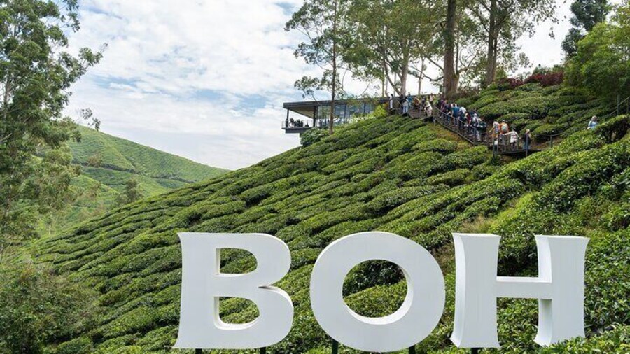 Cameron Highlands Tea Country Ride from Kuala Lumpur