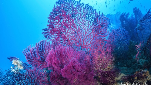 Doppia immersione Isola d'Elba