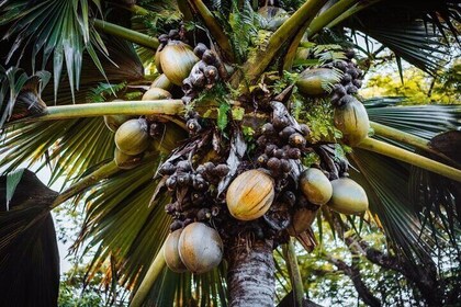 Full Day Praslin Island Tour 8hours