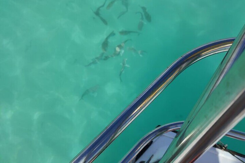 4-Hour Laska Sailing Tours on the Lagoon Bacalar