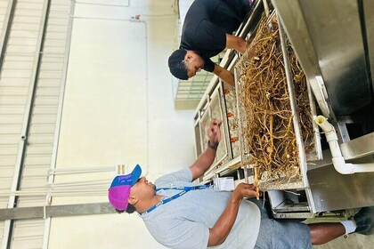 Kava Factory Tour & Fijian Traditional Drink Tasting Experience