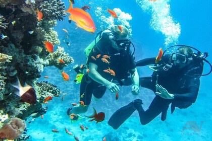 Nha Trang Scuba Diving Experience Explore Colorful Coral Reefs