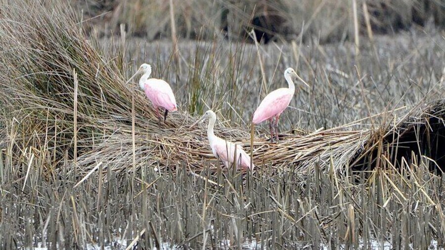 Nearly 300 bird species depend on the habitats of Bulls Island!