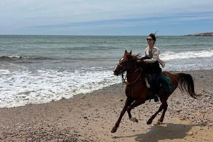Sharm El Sheikh: Horse Riding 1 Hour in Nabq Bay Beach & Transfer