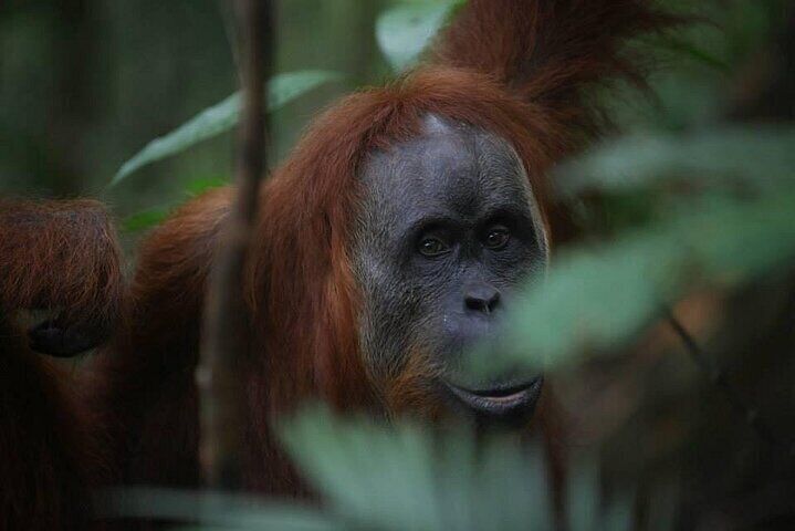 4 Day Bukit Lawang Jungle Trekking Tour with Hotel and Transfers