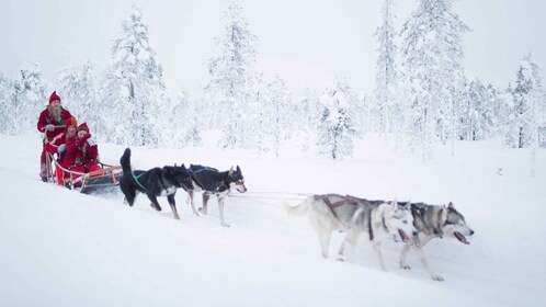 Rovaniemi: Meet Santa's Most Trusted Husky Dogs