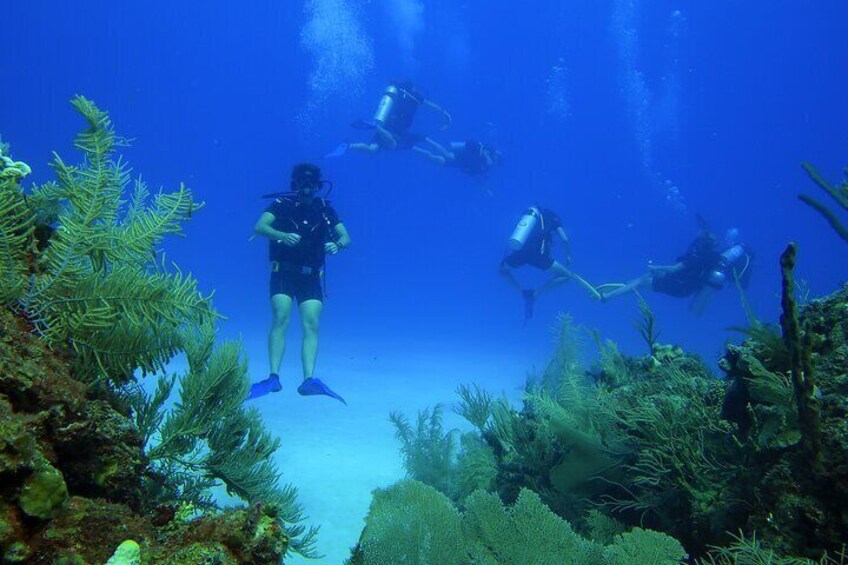 Scuba Diving Adventure in Mahahual