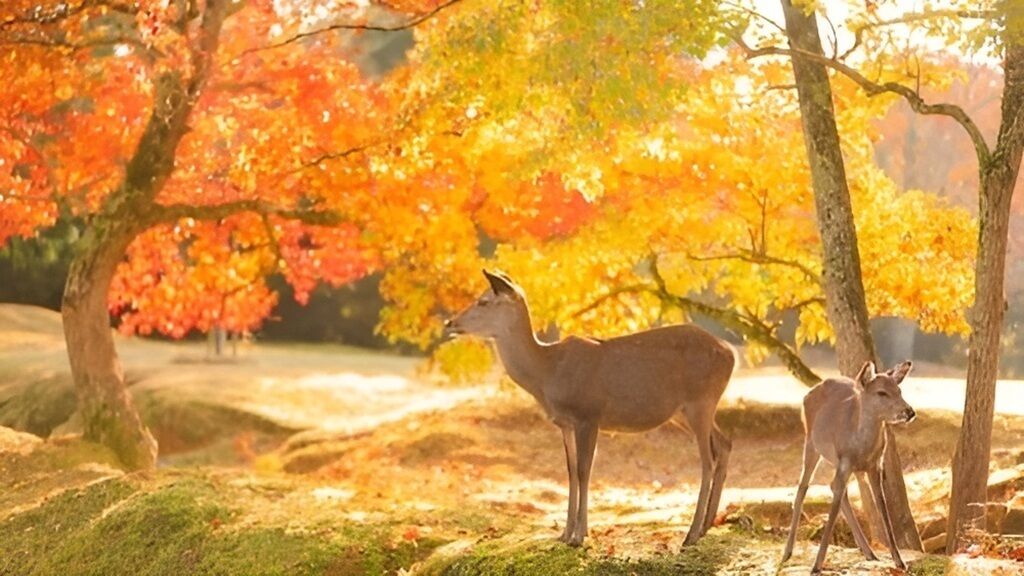Nara Park & Uji Day Tour: Feed Deer, Taste Matcha, See Autumn Leaves