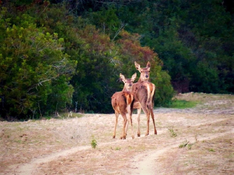 Two deer Donana National Park