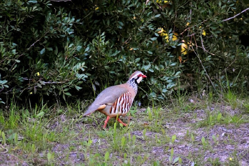 A partridge in Donana National Park
