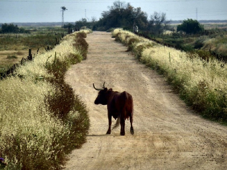 Long horned cow on a dirt road in Donana National Park