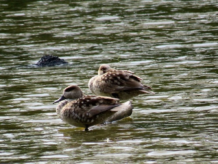 Two ducks on water in Donana National Park