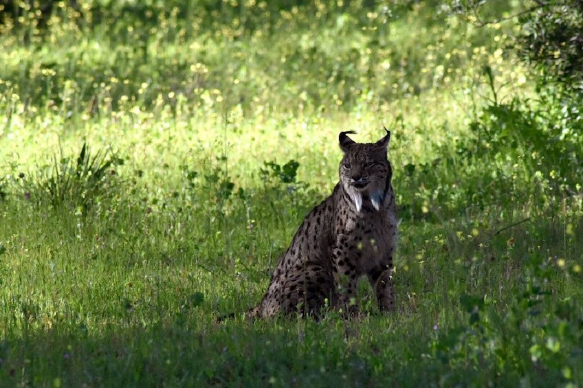 Lynx in Donana National Park