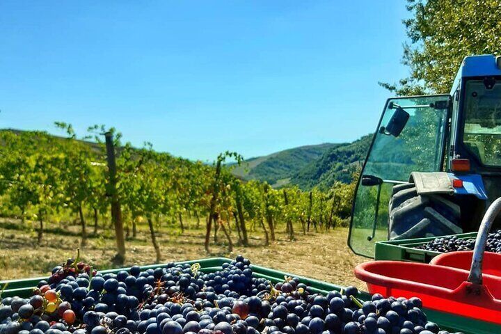 Harvest season at winery near Bologna
