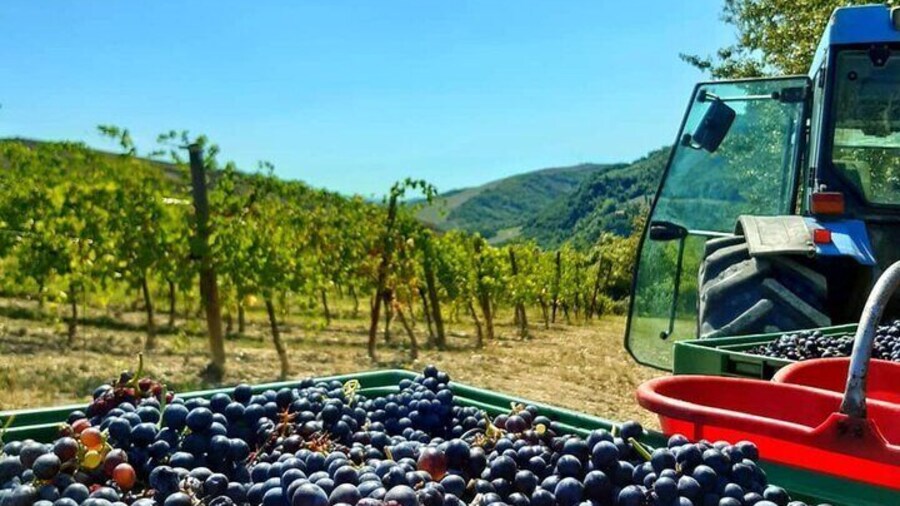 Harvest season at winery near Bologna