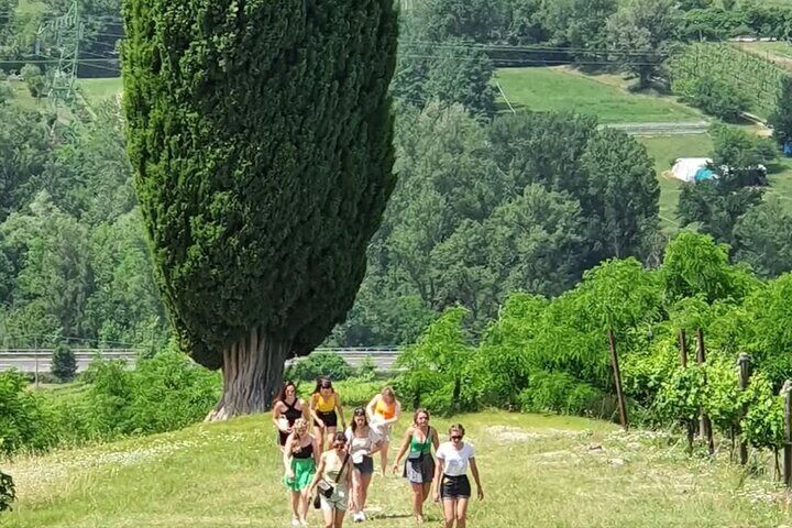 Guided vineyard walk near Bologna on the hills