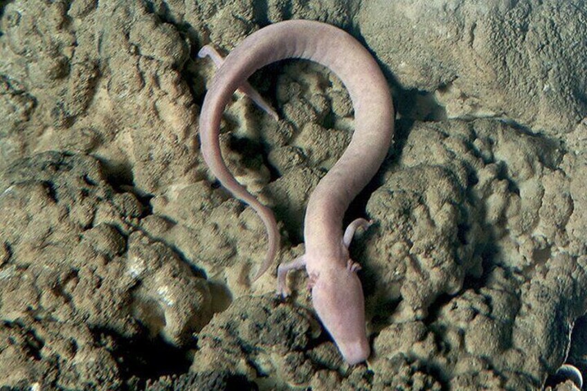 Dragom fish

