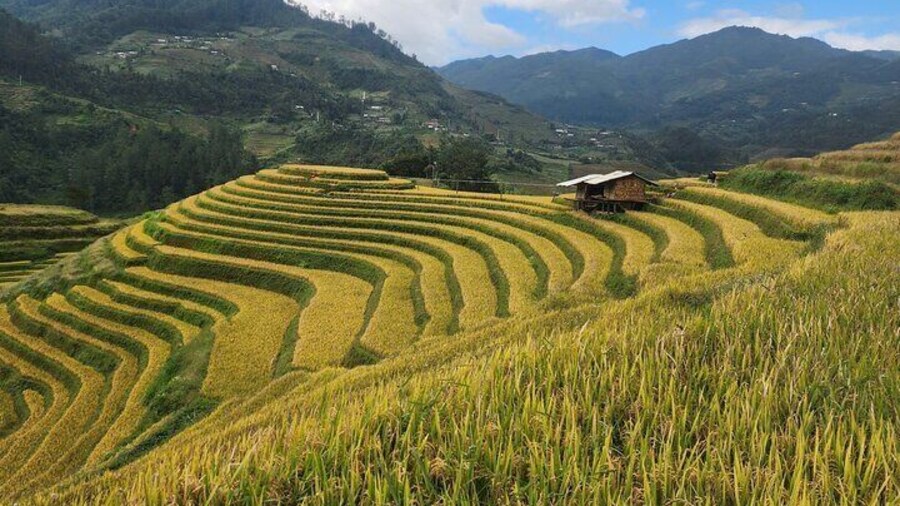 Mu Cang Chai Private Full Day Tour by Car with Local Hmong Guide