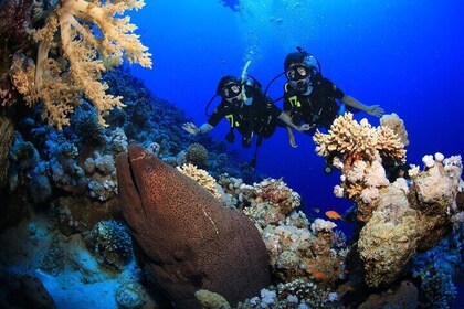 10 Dives by Boat or by Shore