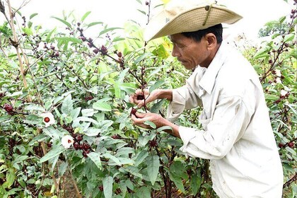 Sustainable Village Heritage Crafts and Organic Farm to Table